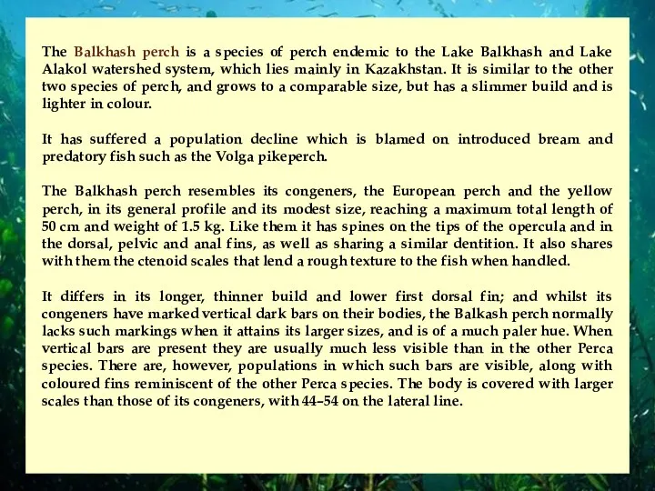 The Balkhash perch is a species of perch endemic to