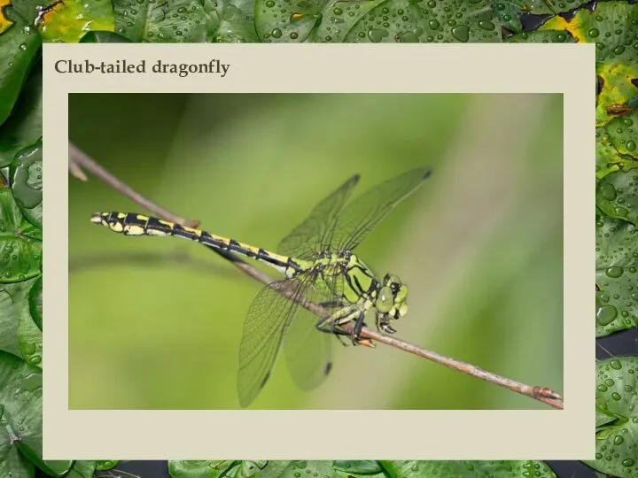 Club-tailed dragonfly