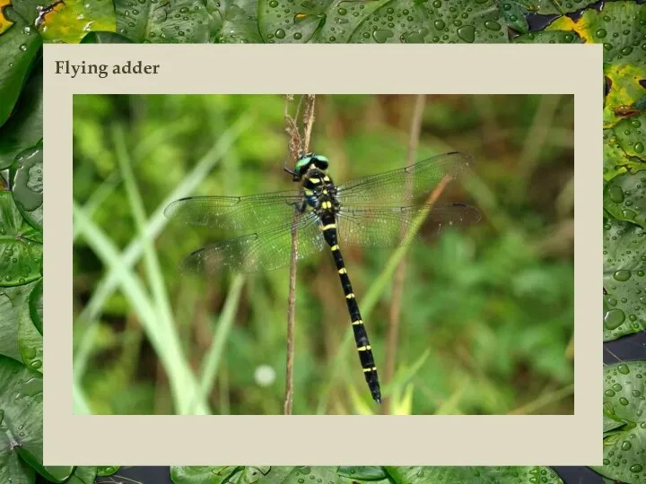 Flying adder