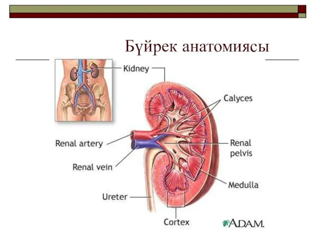 Бүйрек анатомиясы