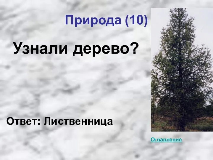 Природа (10) Узнали дерево? Ответ: Лиственница Оглавление