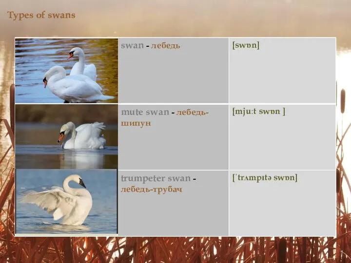 Types of swans