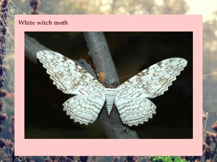 White witch moth