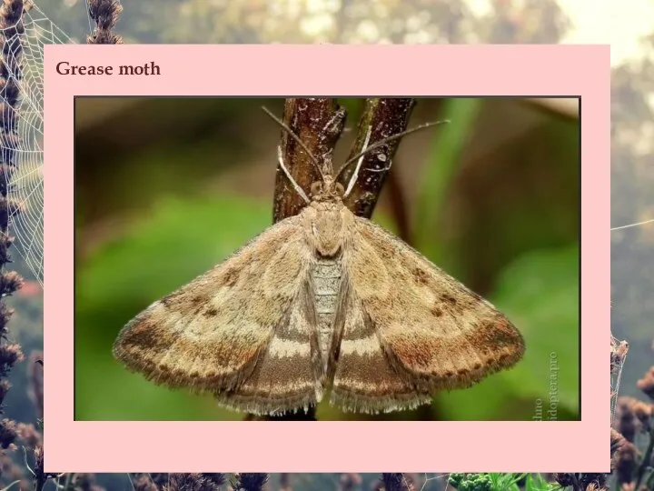 Grease moth