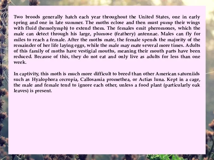 Two broods generally hatch each year throughout the United States,