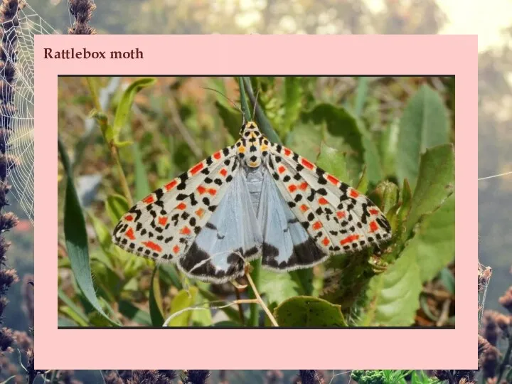 Rattlebox moth