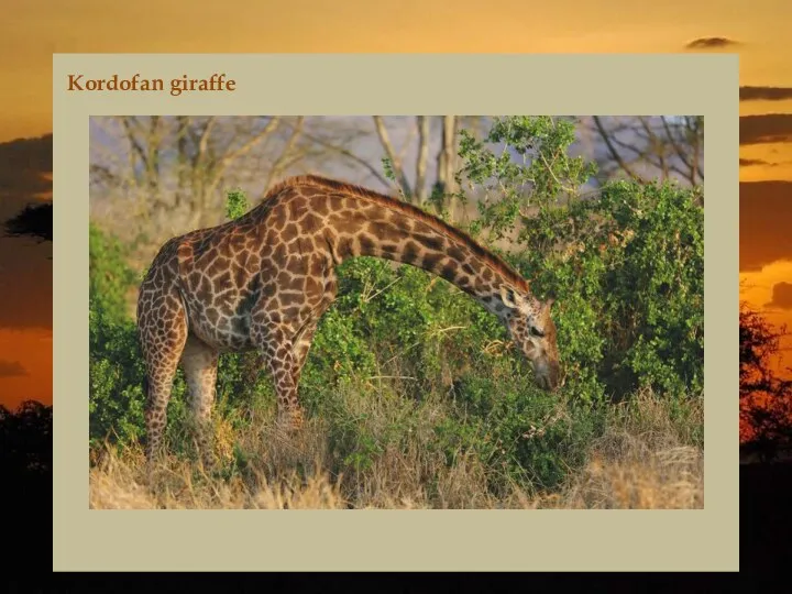 Kordofan giraffe