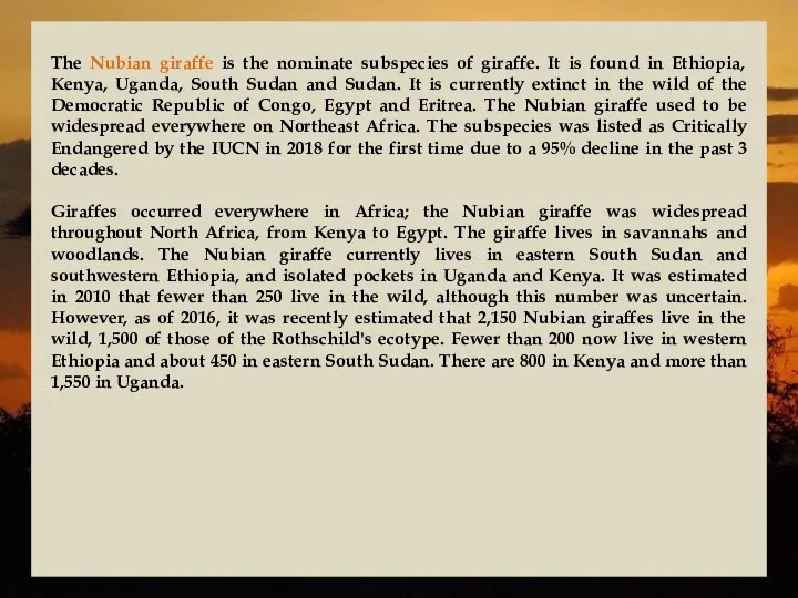 The Nubian giraffe is the nominate subspecies of giraffe. It