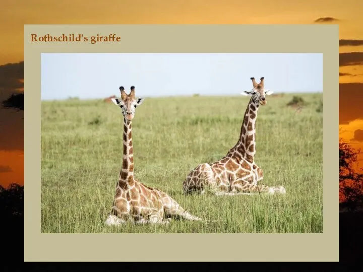 Rothschild's giraffe
