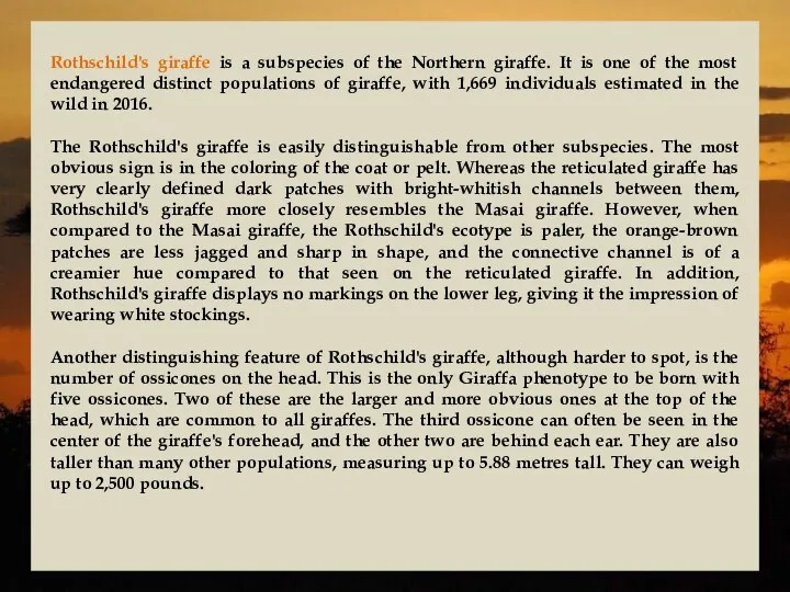 Rothschild's giraffe is a subspecies of the Northern giraffe. It