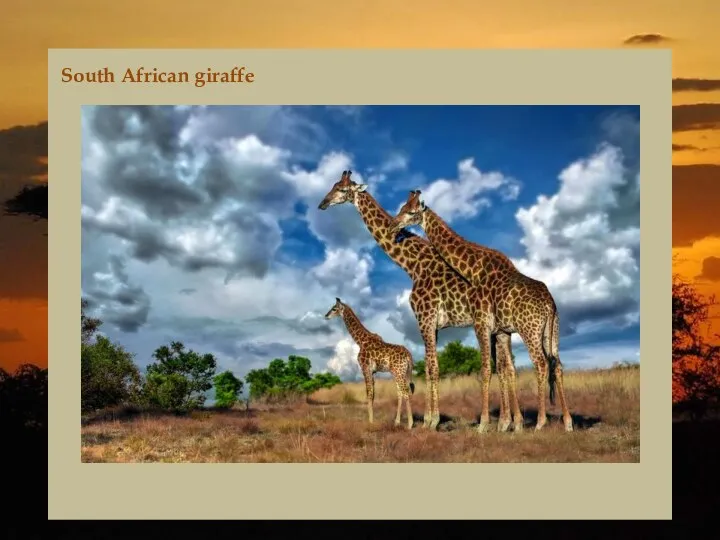 South African giraffe
