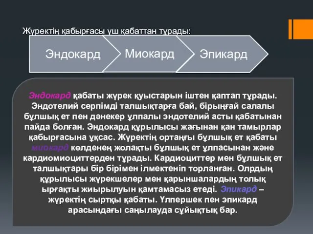 Жүректің қабырғасы үш қабаттан тұрады: Эндокард қабаты жүрек қуыстарын іштен