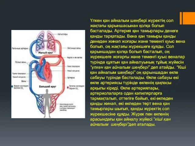 Үлкен қан айналым шеңбері жүректің сол жақтағы қарыншасынан қолқа болып