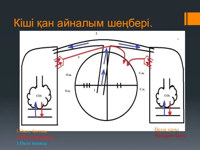 Кіші қан айналым шеңбері. 1.Өкпе бағаны 2.Өкпе артериясы 3.Өкпе венасы -Вена қаны -Артерия қаны