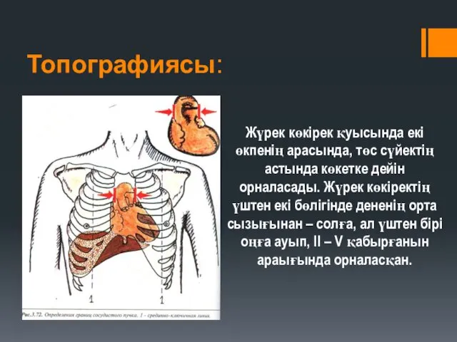 Топографиясы: Жүрек көкірек қуысында екі өкпенің арасында, төс сүйектің астында