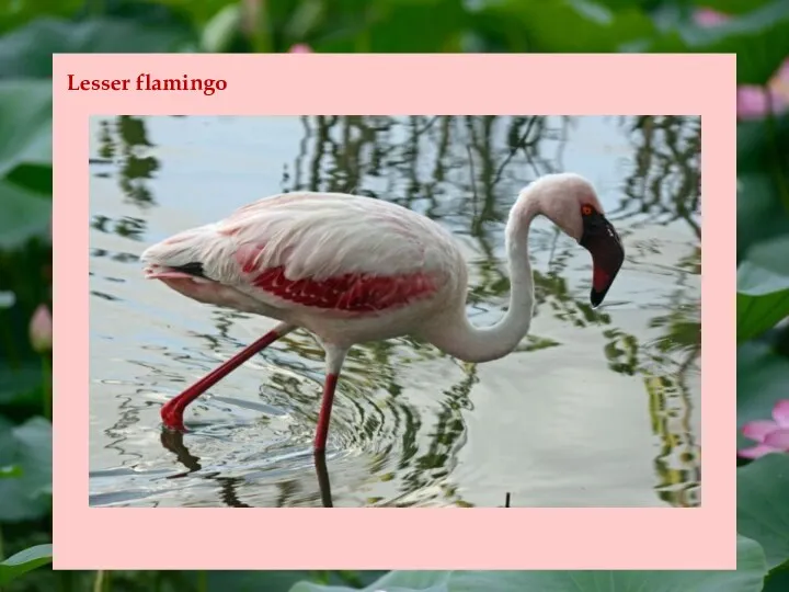 Lesser flamingo