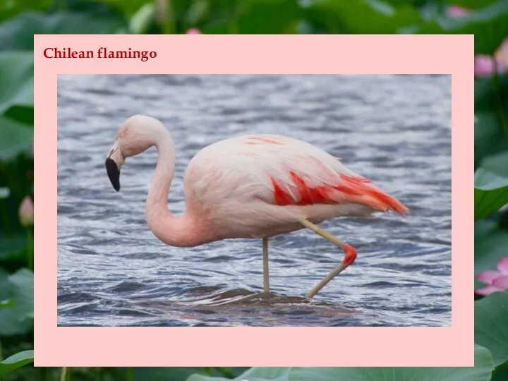 Chilean flamingo