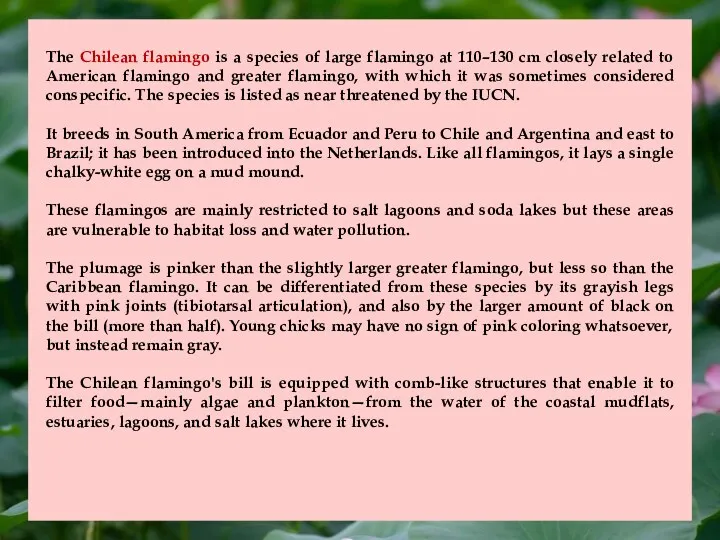 The Chilean flamingo is a species of large flamingo at