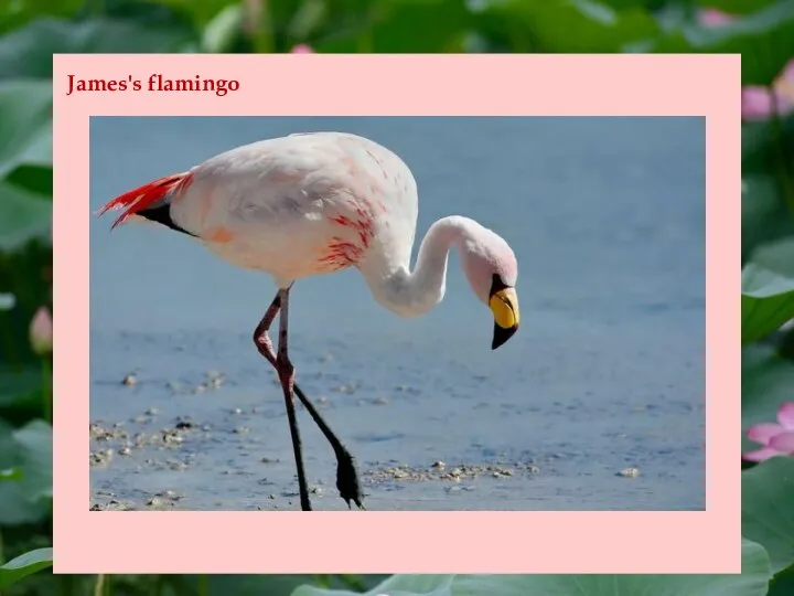 James's flamingo