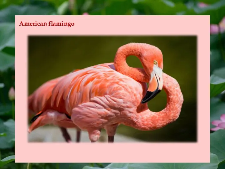 American flamingo