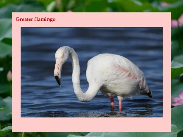 Greater flamingo