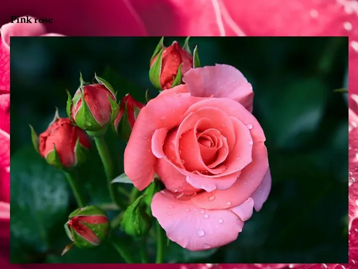 Pink rose