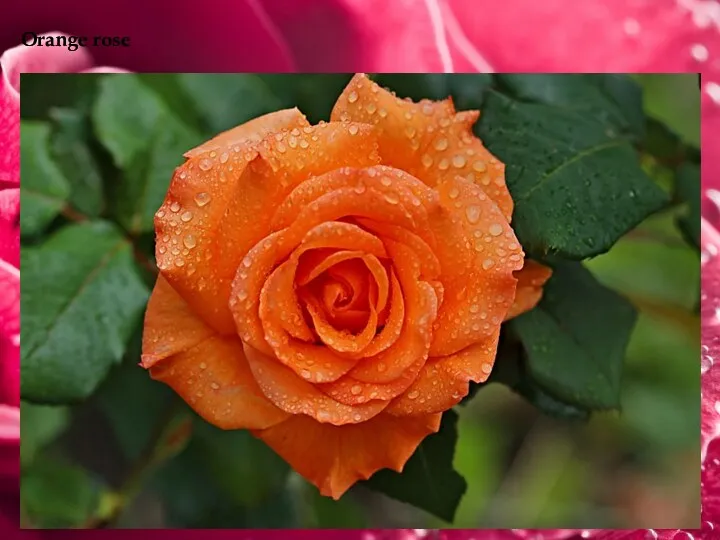 Orange rose