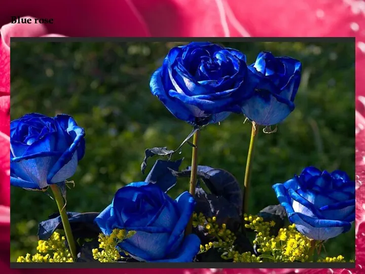 Blue rose