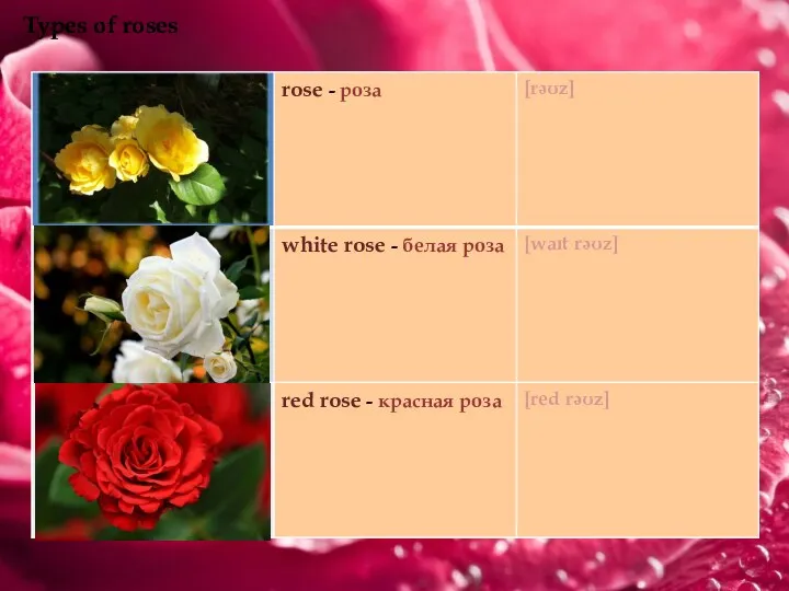 Types of roses