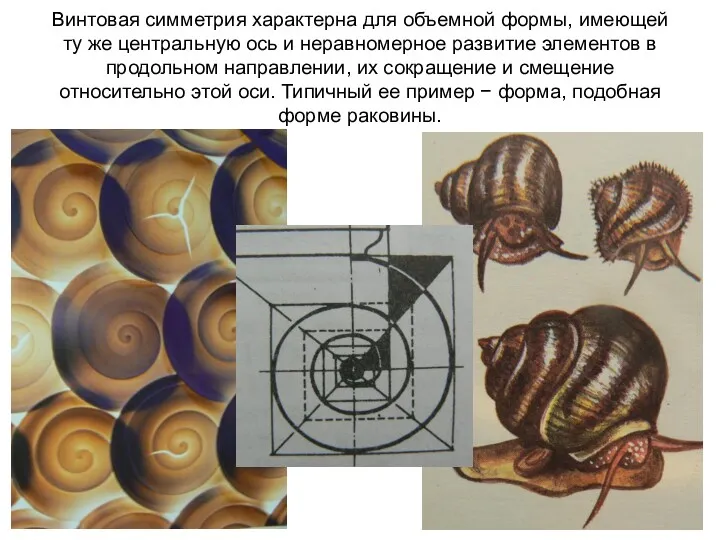 Винтовая симметрия характерна для объемной формы, имеющей ту же центральную