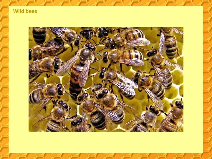 Wild bees