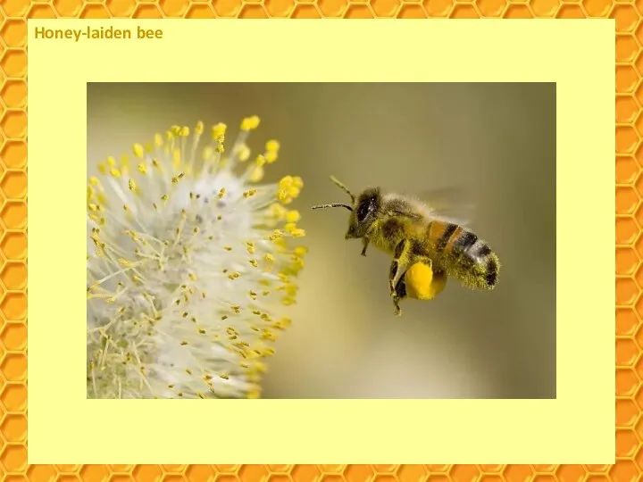 Honey-laiden bee