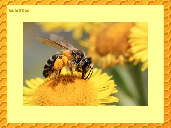 Guard bee