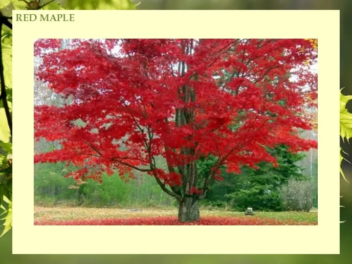 RED MAPLE