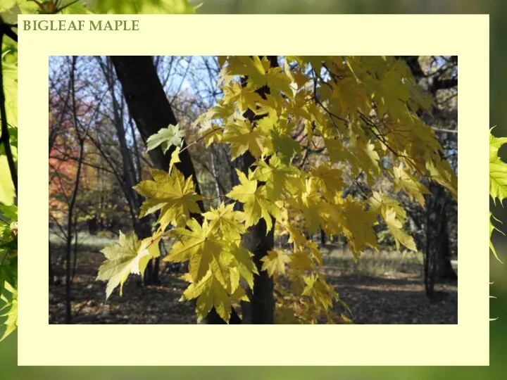 BIGLEAF MAPLE