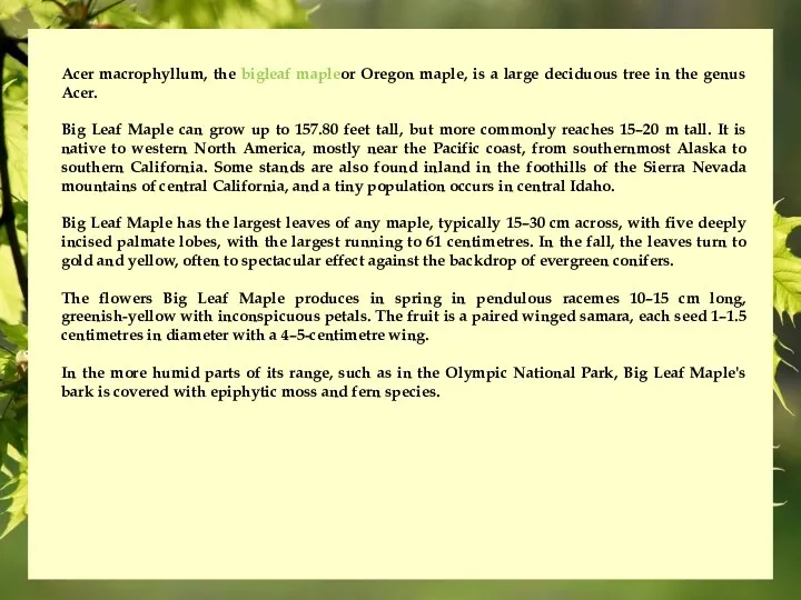 Acer macrophyllum, the bigleaf mapleor Oregon maple, is a large deciduous tree in