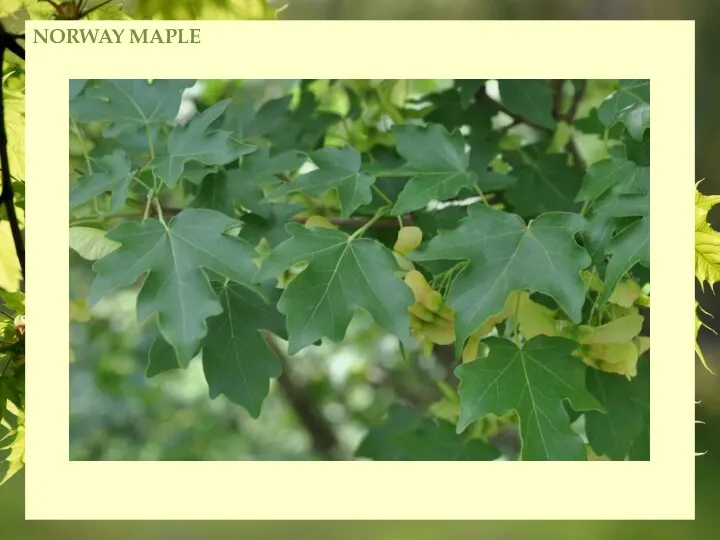 NORWAY MAPLE