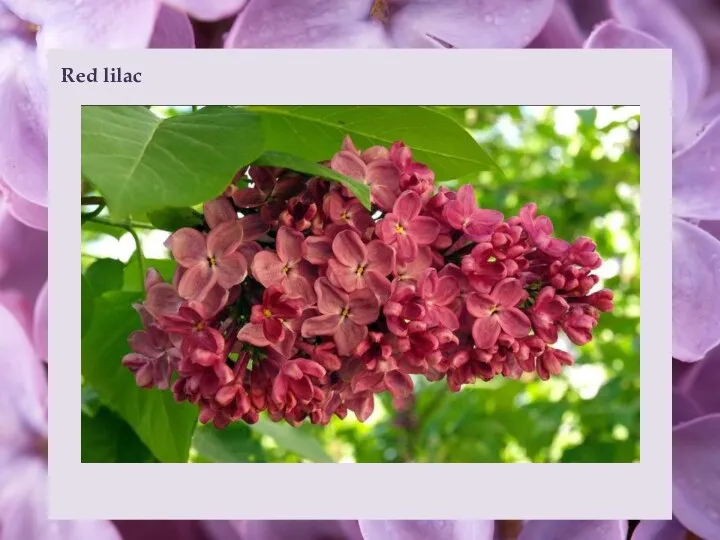 Red lilac