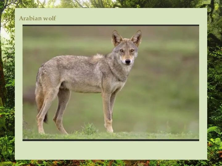 Arabian wolf