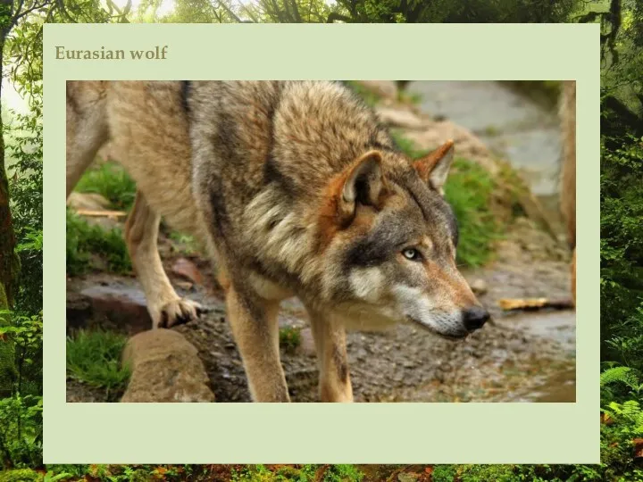 Eurasian wolf