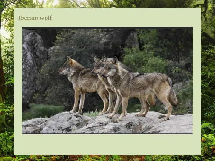 Iberian wolf