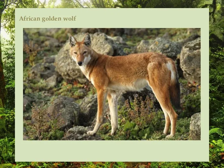 African golden wolf