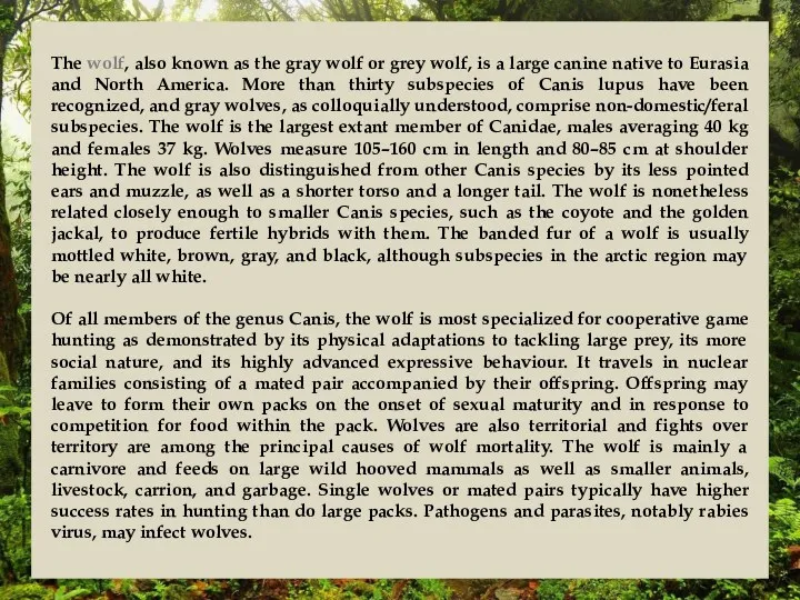 The wolf, also known as the gray wolf or grey