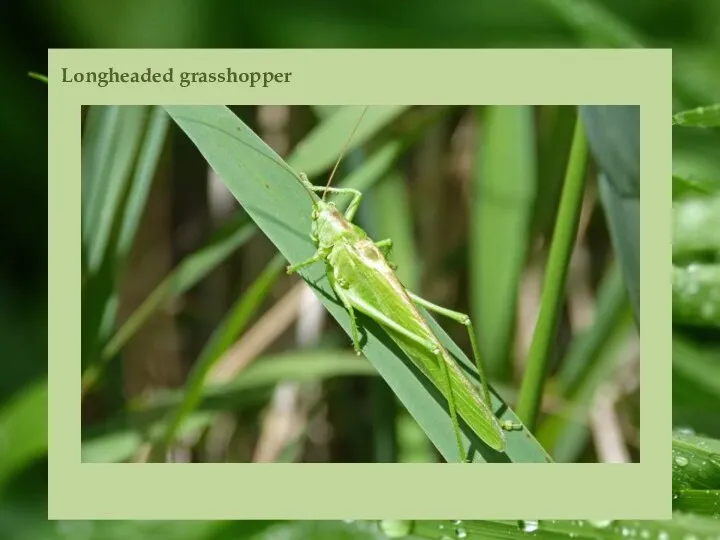 Longheaded grasshopper