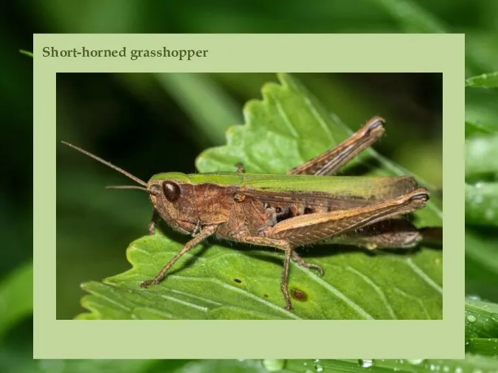 Short-horned grasshopper