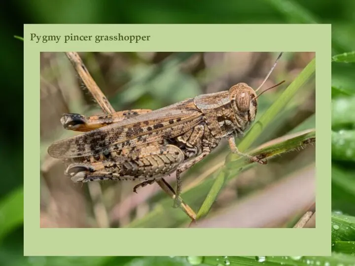 Pygmy pincer grasshopper