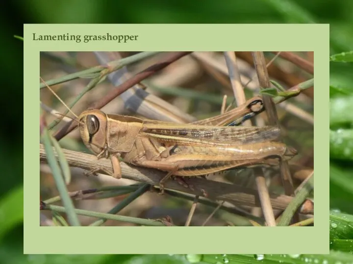 Lamenting grasshopper