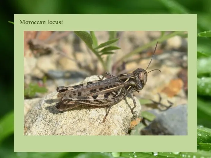 Moroccan locust