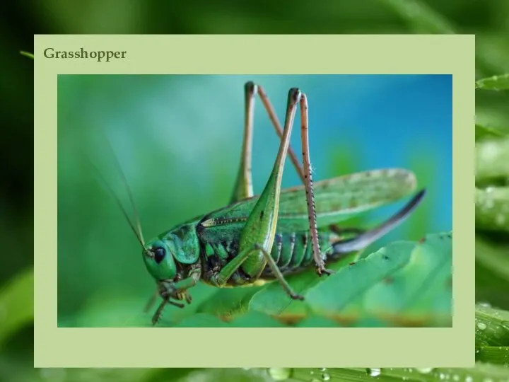 Grasshopper