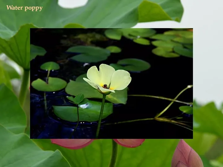 Water poppy